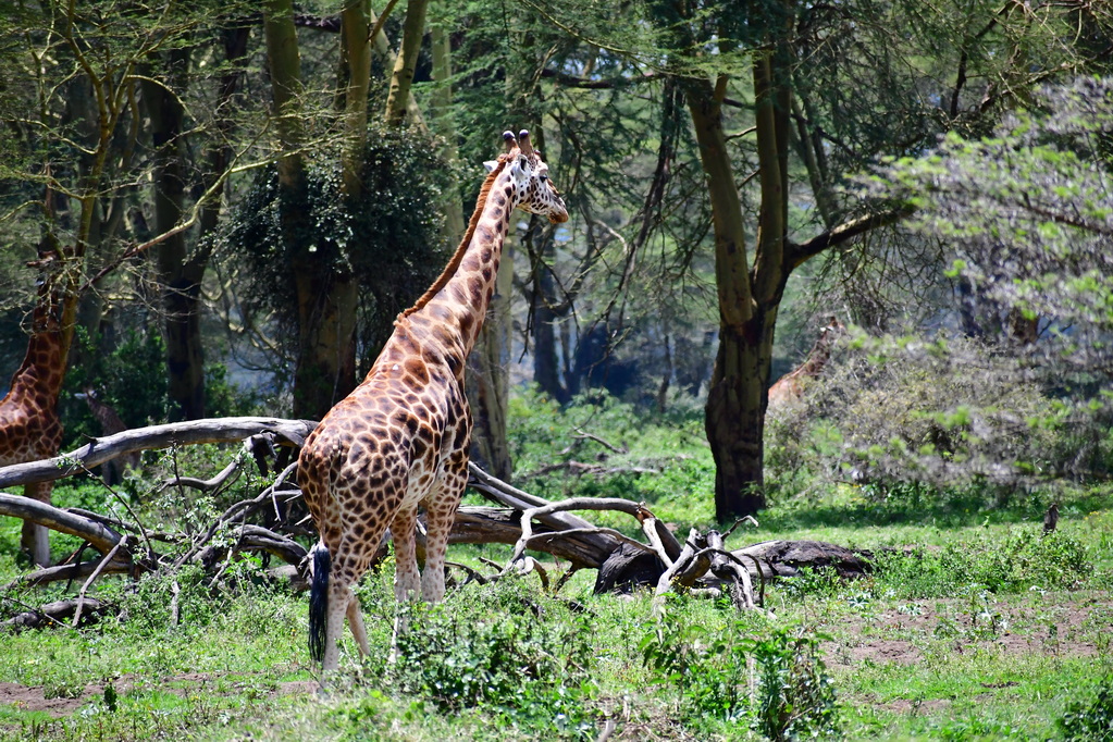 Lake Nakuru N.P.